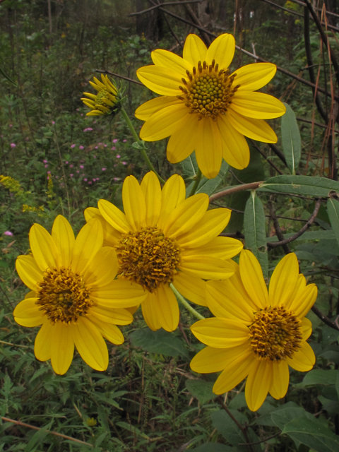 H_verticillata_Alan_Cressler